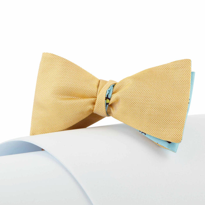 Papillon Giallo e Celeste