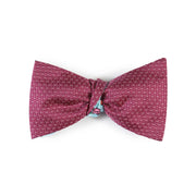 Papillon Viola e Celeste